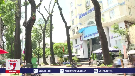 Ứng xử sao với cây xanh lâu năm?