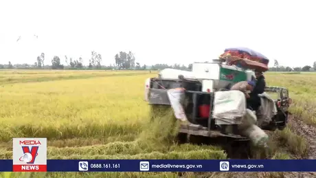 Nông dân Cần Thơ thu hoạch lúa Đông