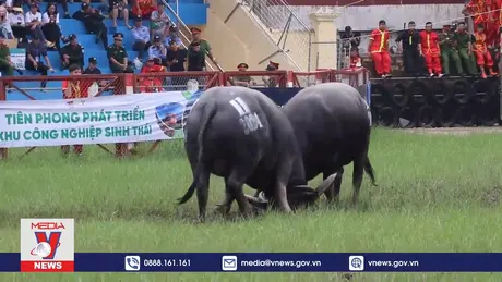 Lễ hội chọi trâu thúc đẩy phát triển du lịch Đồ Sơn