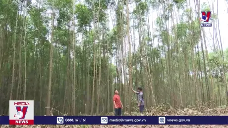 Hàng trăm hộ dân lo lắng vì không thể khai thác cây keo