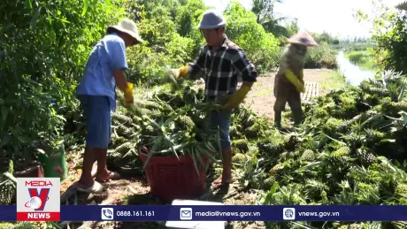 Tiền Giang trúng mùa dứa, nông dân lãi cao