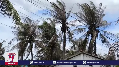 Nông dân Bến Tre tập trung phòng chống sâu đầu đen hại dừa