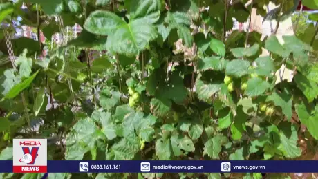 Tạo bóng mát trong đô thị bằng dây leo