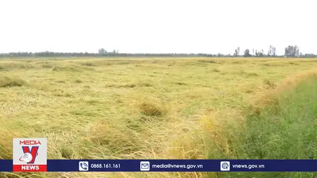 Mưa và triều cường gây thiệt hại cho nông dân Cần Thơ 