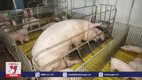 Ngành chăn nuôi phía Nam tăng đàn, đảm bảo nguồn cung thực phẩm