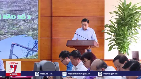 Cần khoảng 200 triệu cây giống để trồng rừng thay thế sau bão