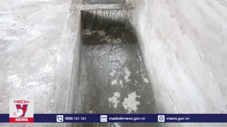 Hậu Giang cần giống lợn sạch bệnh để tái đàn