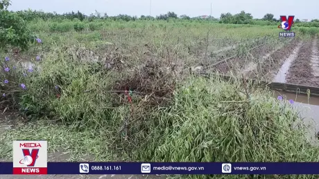 Làng đào lớn nhất Nam Định tan hoang sau mưa lũ