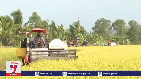 Hiệu quả bước đầu Đề án 1 triệu héc ta lúa phát thải thấp