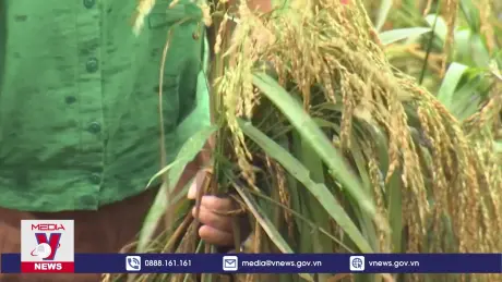 Cán bộ, chiến sỹ giúp dân gặt lúa