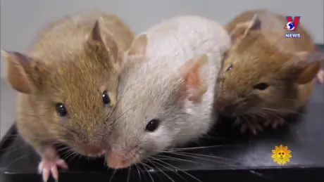 Thông điệp lịch sử: Robert Edwards - “Cha đẻ” của kỹ thuật thụ tinh nhân tạo