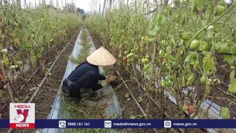 Mộc Châu khôi phục sản xuất nông nghiệp sau mưa bão