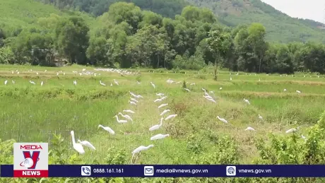 Nghệ An nỗ lực ngăn chặn nạn săn bắt chim di cư