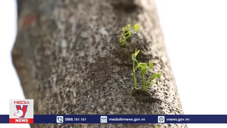 Cây xanh Hà Nội đang hồi sinh sau bão