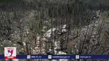 Mỹ nỗ lực phủ xanh lại những cánh rừng