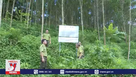 Hòa Bình đẩy mạnh trồng rừng gỗ lớn