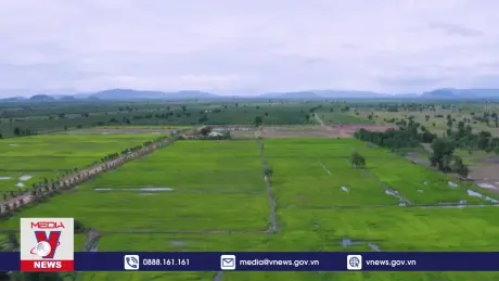 Tác động của việc Ấn Độ dỡ bỏ lệnh cấm xuất khẩu gạo phi basmati