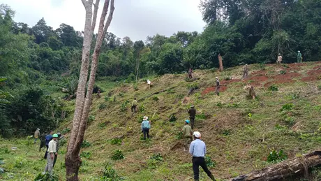 Xử lý vụ 'nhiều ha đất rừng tại Đà Lạt' bị lấn chiếm theo nguồn tin báo chí