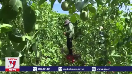 Gia Lai nâng giá trị cây ăn quả thông qua chế biến sâu