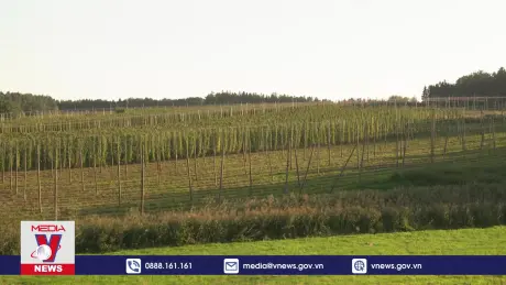 Giải pháp bền vững từ rác thải của ngành nấu bia