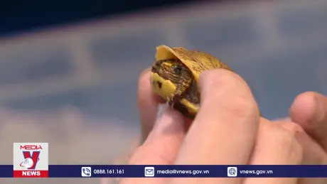 Thành công nhân giống sinh sản rùa hộp trán vàng miền Nam
