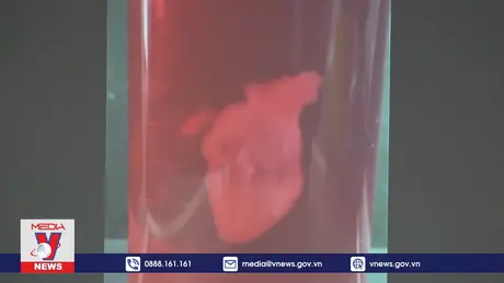 Nhật Bản chế tạo thành công trái tim nhân tạo