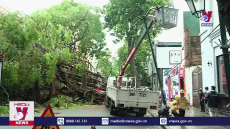 Hà Nội trồng lại trên 4.100 cây xanh bị gãy đổ