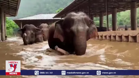 Giải cứu hàng trăm con voi trong nước lũ tại Thái Lan