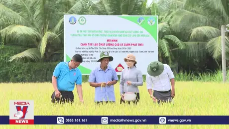 Hiệu quả từ mô hình thí điểm chuyên canh lúa chất lượng cao, phát thải thấp ở Trà Vinh