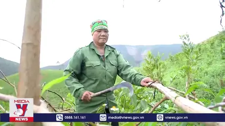 Quảng Ninh nỗ lực khôi phục sản xuất lâm nghiệp sau bão