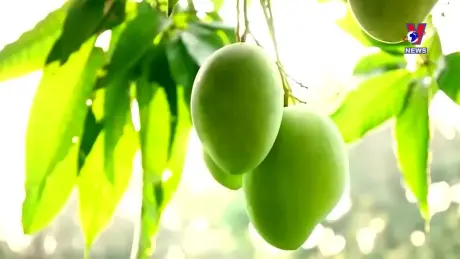 Journal hebdomadaire - Bản tin tiếng Pháp ngày 7/10/2024