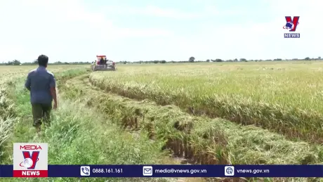 Lúa Hè Thu cuối vụ tăng giá, nông dân Sóc Trăng phấn khởi