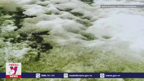 Nam Cực đang 'xanh hóa' nhanh bất thường