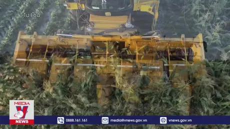 EC cho phép nhập ngô và bông biến đổi gene