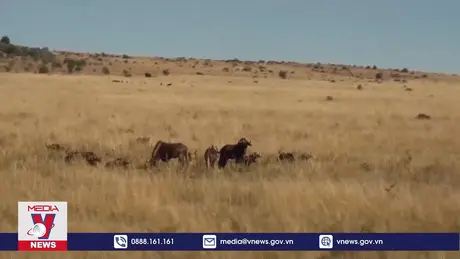 Hơn 70% động vật hoang dã biến mất trong 50 năm