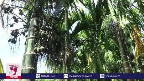 Quảng Ngãi khuyến cáo người dân không ồ ạt trồng cau