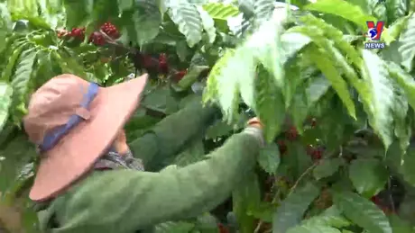 VNA News - Bản tin tiếng Anh ngày 13/10/2024