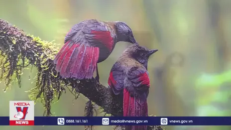 Ra mắt hàng chục tác phẩm tuyệt đẹp về chim và động vật hoang dã VN