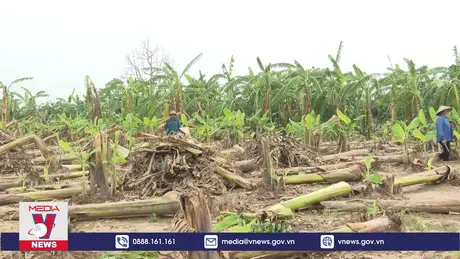 Người trồng chuối Hưng Yên gặp khó trong việc khôi phục sản xuất