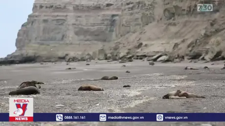 Australia tăng cường phòng chống dịch cúm gia cầm H5N1