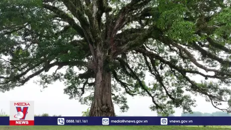 Bảo tồn cây Trôi di sản 800 năm tuổi ở Hà Tĩnh