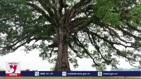 Bảo tồn cây trôi di sản 800 năm tuổi ở Hà Tĩnh