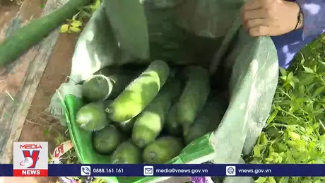 Mường Nhé phát triển nông nghiệp bền vững hướng tới xuất khẩu