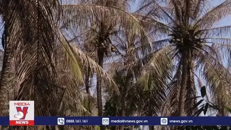 Tiền Giang nỗ lực khống chế dịch sâu đầu đen trên cây dừa