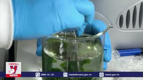 Chile nghiên cứu sản xuất điện từ tảo biển