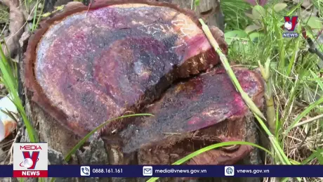 Báo động tình trạng phá rừng tại xã biên giới Ia Mơ, Gia Lai