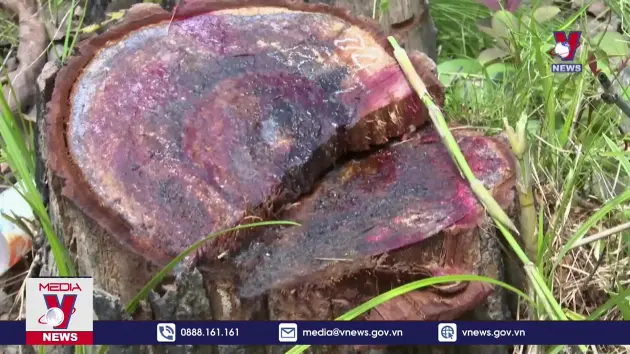 Báo động tình trạng phá rừng tại xã biên giới Ia Mơ, Gia Lai