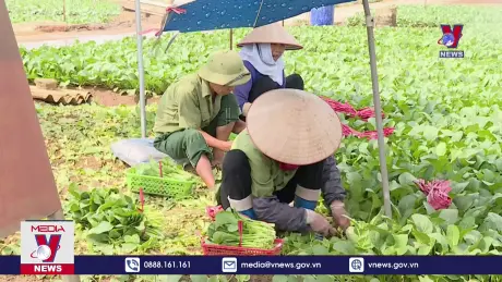Vựa rau phục vụ thủ đô rộn ràng sản xuất vụ cận Tết