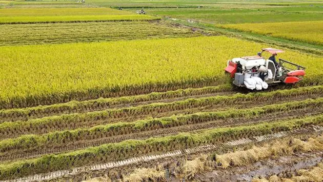 Biến đất hoang thành những “mùa vàng” bội thu