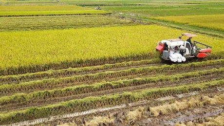 Biến đất hoang thành những “mùa vàng” bội thu